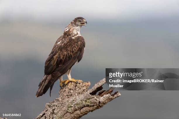 bonellis eagle (aquila fasciata), adult, on cork oak, caceres province, spain - hieraaetus fasciatus stock pictures, royalty-free photos & images