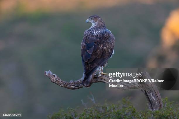 bonellis eagle (aquila fasciata), adult, on branch, morning sun, valencia, province of andalusia, spain - hieraaetus fasciatus stock pictures, royalty-free photos & images