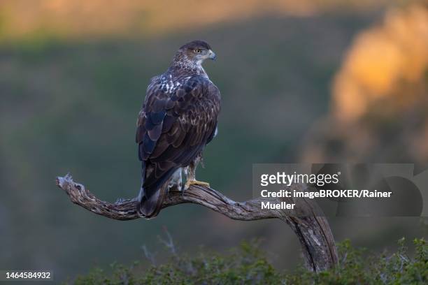 bonellis eagle (aquila fasciata), adult, on branch, morning sun, valencia, andalucia, spain - hieraaetus fasciatus stock pictures, royalty-free photos & images