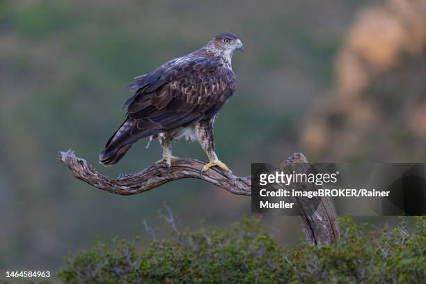 bonellis eagle (aquila fasciata), adult, on branch, valencia, andalusia, spain - hieraaetus fasciatus stock pictures, royalty-free photos & images
