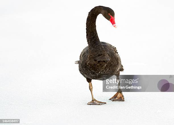black swan walking on frozen lake - black swans stock pictures, royalty-free photos & images