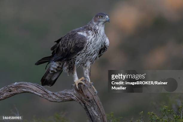 bonellis eagle (aquila fasciata), adult, on branch, from front, valencia, andalusia, spain - hieraaetus fasciatus stock pictures, royalty-free photos & images