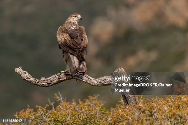 bonellis eagle (aquila fasciata), adult, on branch, from behind, valencia, province of andalusia, spain - hieraaetus fasciatus stock pictures, royalty-free photos & images