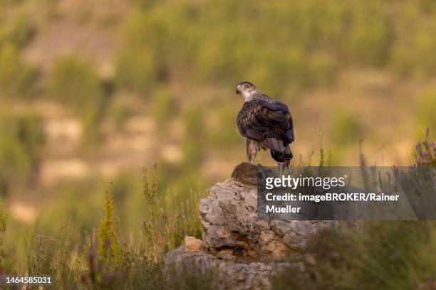bonellis eagle (aquila fasciata), adult, on rock with rabbits, valencia, province of andalusia, spain - hieraaetus fasciatus stock pictures, royalty-free photos & images