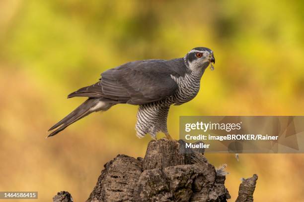 northern goshawk (accipiter gentilis), female, tree stump, with common quail (coturnix coturnix) feather, toledo province, castilla-la mancha, spain - common quail photos et images de collection