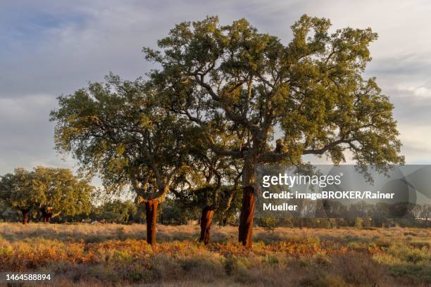 cork oaks (quercus suber), toledo province, castile-la mabcha, spain - cork tree fotografías e imágenes de stock
