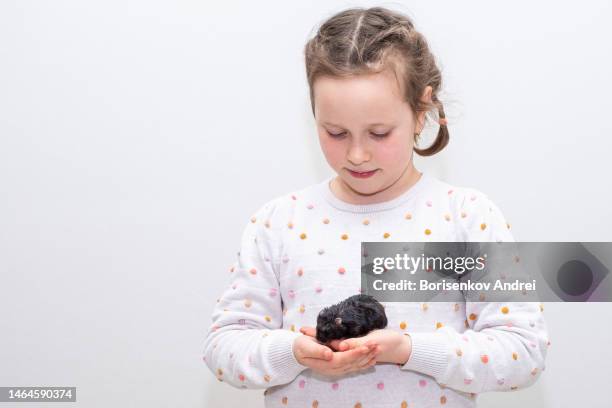 portrait of a caucasian girl, the child holds a pet, a black, fluffy hamster in her hands. girl on a gray background. - knaagdier stockfoto's en -beelden