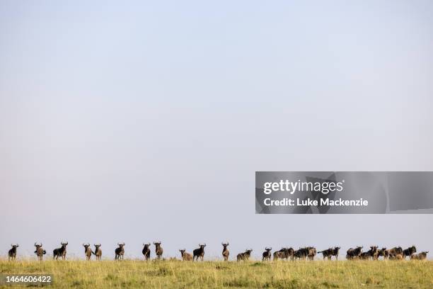 herd of wildebeest - antílope mamífero ungulado - fotografias e filmes do acervo