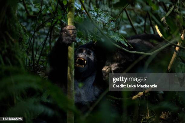 fighting gorillas - gorilla eating stock pictures, royalty-free photos & images
