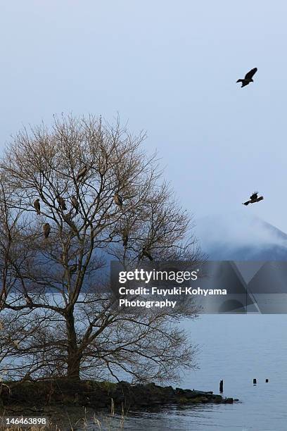 lake biwa - omi stock pictures, royalty-free photos & images