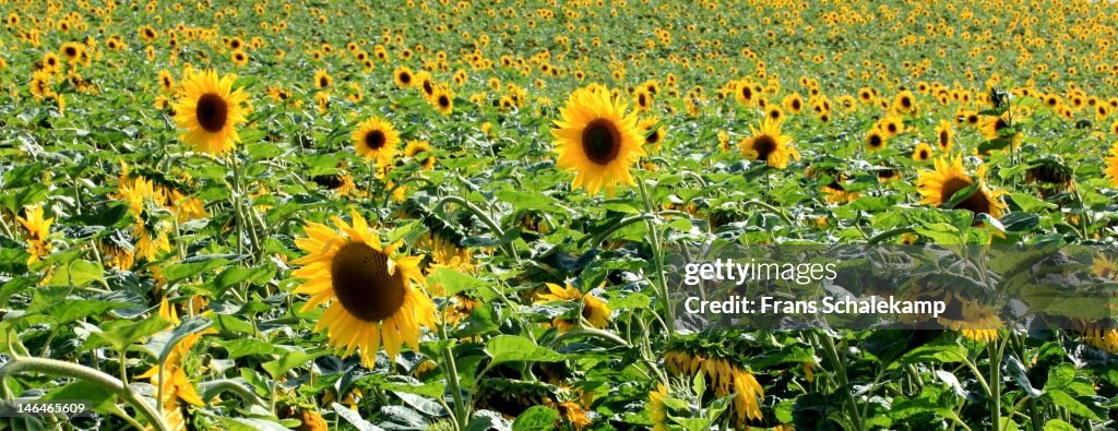 Sunflowers