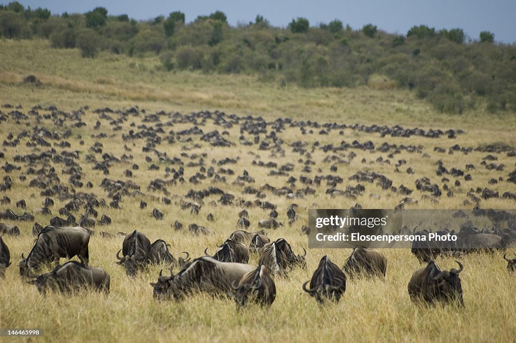 Wildebeests in masai mara