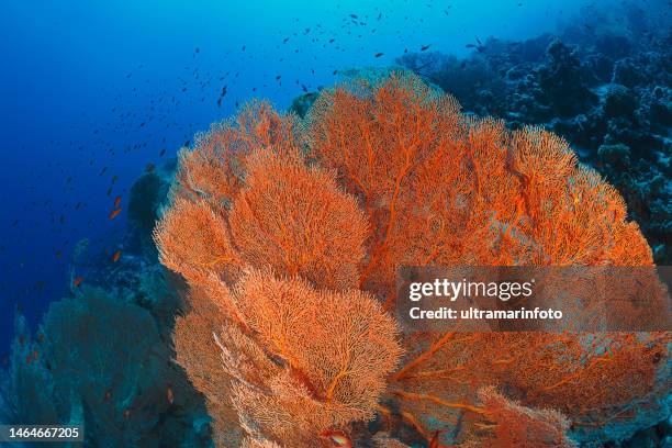 buceo en el arrecife de coral subergorgia hicksoni - abanico de mar gigante hickon coral duro naranja, gorgonia vida marina punto de vista del buceador - gorgona fotografías e imágenes de stock