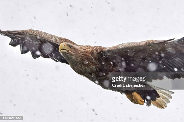 eagle flying on snowy day. - carnivorous stock pictures, royalty-free photos & images