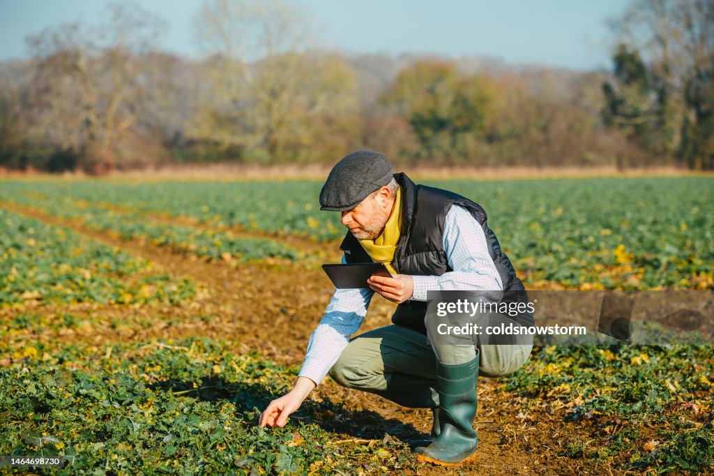 Farm worker checking crops while using digital tablet