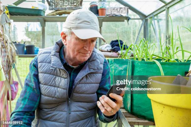 rural professional in greenhouse using smart phone - cattle call stock pictures, royalty-free photos & images