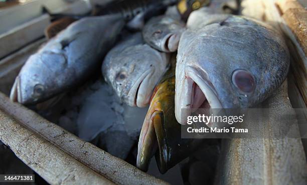 Fish caught from the Xingu River are seen in a market near the site where the Belo Monte dam complex is under construction in the Amazon basin on...