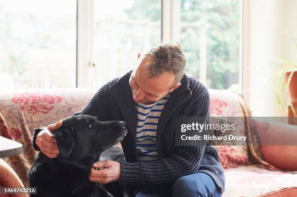 mature man stroking his black labrador dog - labrador retriever stock pictures, royalty-free photos & images