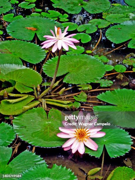 pink water lilies on lake - water plant stock pictures, royalty-free photos & images