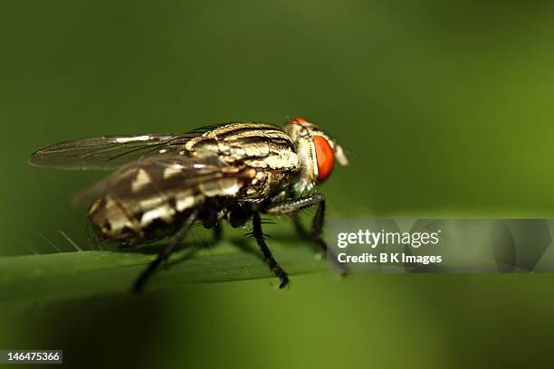 flesh fly - mosca de la carne fotografías e imágenes de stock