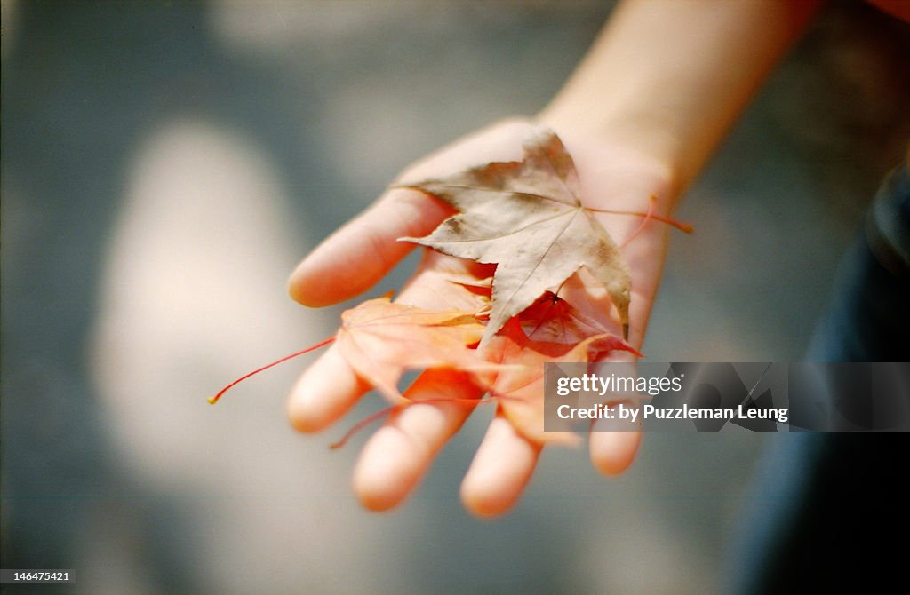 Leaves in hand