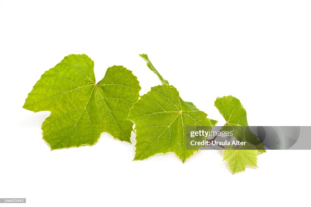Grape vine leaves