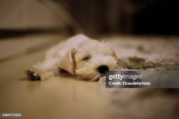 cotton ball - schnauzer stock pictures, royalty-free photos & images