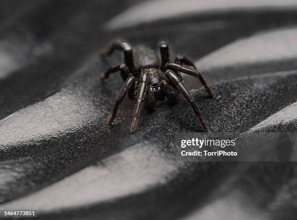 close-up black spider on black wavy background - spider stock pictures, royalty-free photos & images