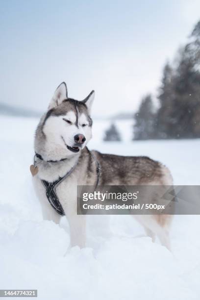 side view of sled purebred siberian husky standing on snow covered field,slovakia - siberian husky stock-fotos und bilder