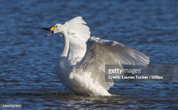 close-up of white swan flying over lake,slimbridge,gloucester,united kingdom,uk - lauren white stock pictures, royalty-free photos & images