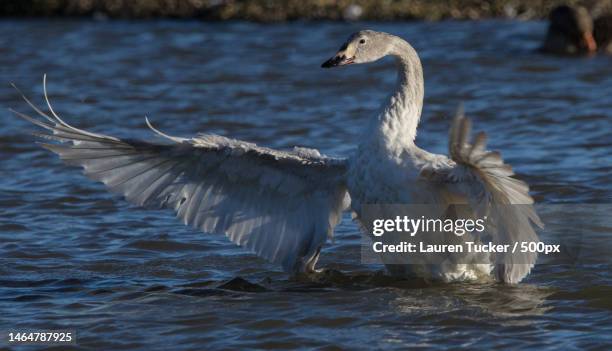 two white swans,slimbridge,gloucester,united kingdom,uk - lauren white stock pictures, royalty-free photos & images