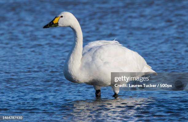 close-up of mute whooper swan swimming in lake,slimbridge,gloucester,united kingdom,uk - mute swan stock pictures, royalty-free photos & images