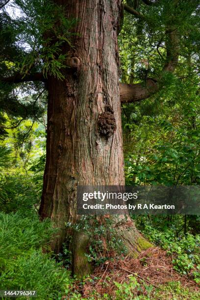 japanese cedar, cryptomeria japonica var. sinensis tree trunk - cryptomeria japonica stock pictures, royalty-free photos & images