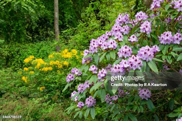 rhododendron and azalea flowering in spring garden - rhododendron stock-fotos und bilder