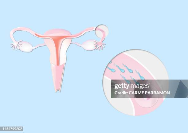 stockillustraties, clipart, cartoons en iconen met human reproduction and fertilization. union of an ovum and sperm in the fallopian tube. - human uterus