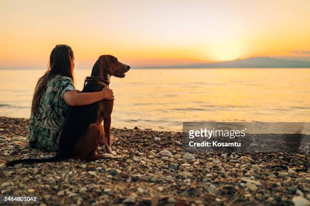 eine hundebesitzerin und ihr haustier sitzen umarmen sich am strand und beobachten den sonnenuntergang - ausrüstung für tiere stock-fotos und bilder