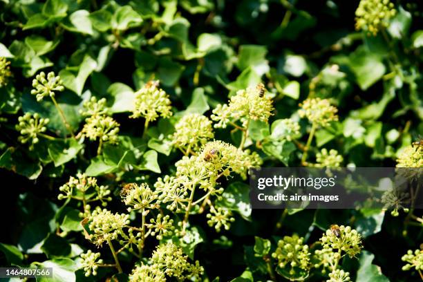 close up nature vegetation no people beauty bee on leaf flowering plant seed milkweed - anise stock-fotos und bilder