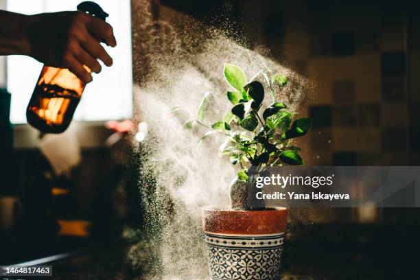 ficus ginseng or bonsai tree being sprayed generously in sun rays at home - bonsai stock-fotos und bilder