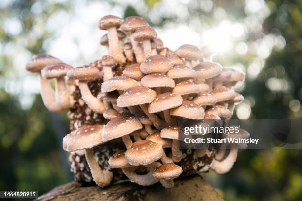 shiitake mushrooms - shiitake mushroom stock pictures, royalty-free photos & images