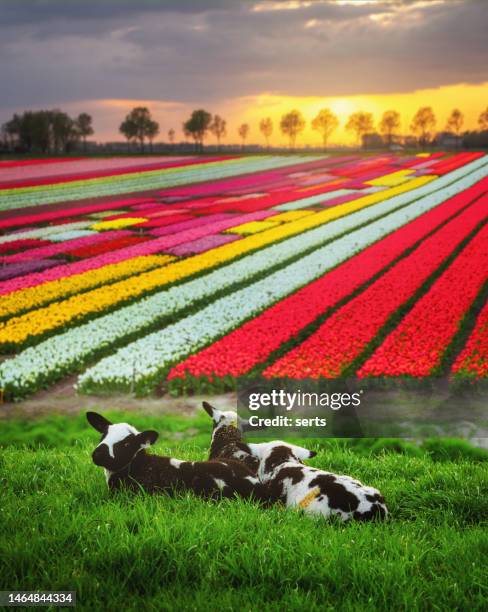 little cute lambs watching the sunset in a tulip garden in netherlands - lamb animal stock pictures, royalty-free photos & images