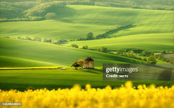 landscape view of green hills and rapeseed fields with traditional wind mill in moravia, czech republic. - czech republic imagens e fotografias de stock