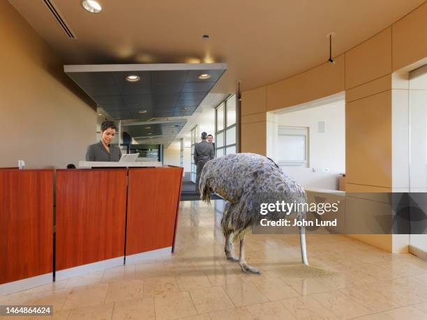 ostrich business effect - head in the sand ostrich stock pictures, royalty-free photos & images