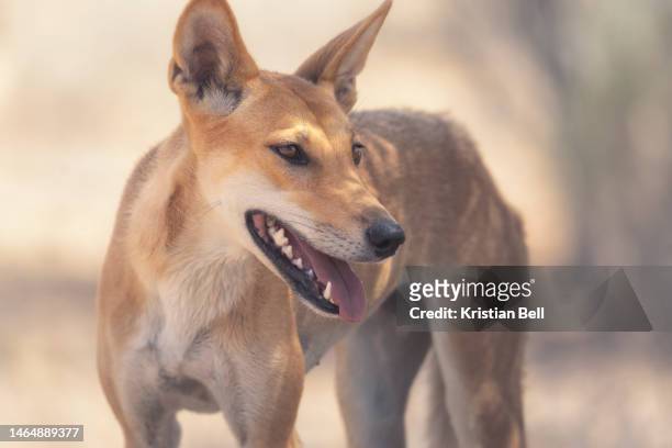 portrait of a wild dingo (canis lupus dingo) from inland south australia in dappled sunlight - dingo imagens e fotografias de stock