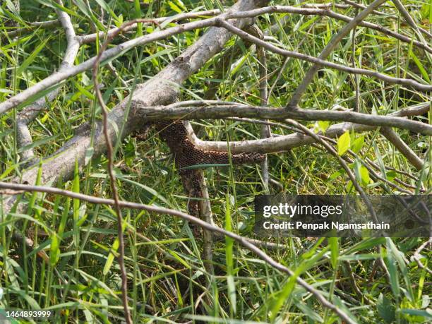 Smashed Insect Photos and Premium High Res Pictures - Getty Images