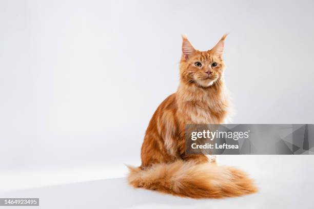 beautiful ginger maine coon cat, full body view - cat studio stock pictures, royalty-free photos & images