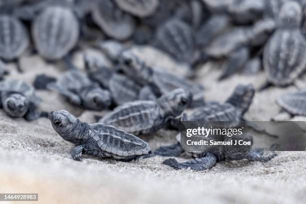 new life - turtle's nest stock pictures, royalty-free photos & images