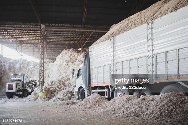 cotton plant cotton textile storage room - cotton plant stock pictures, royalty-free photos & images