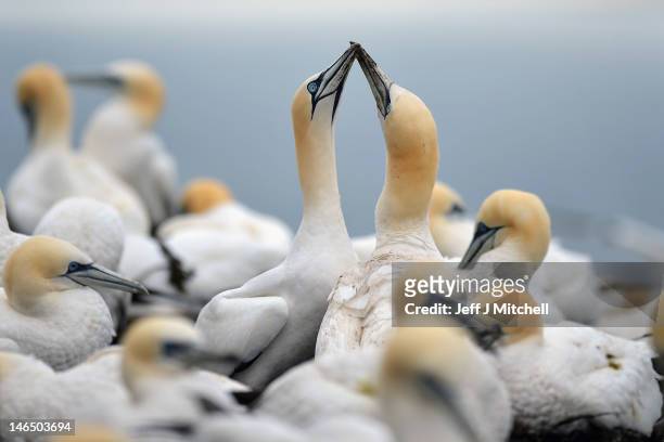 Gannets nest on Bass Rock in the Firth of Forth on June 18, 2012 in Dunbar, Scotland. Every January Atlantic gannets start returning to Bass Rock,...