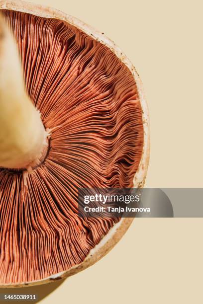 close-up of mushroom on beige background - extreme close up stock pictures, royalty-free photos & images