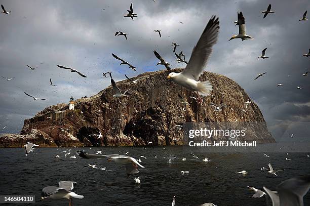 Seagulls fly near Bass Rock where Gannets nesting on in the Firth of Forth on June 18, 2012 in Dunbar, Scotland. Every January Atlantic gannets start...